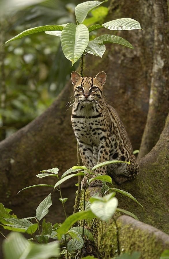 Jaguatirica