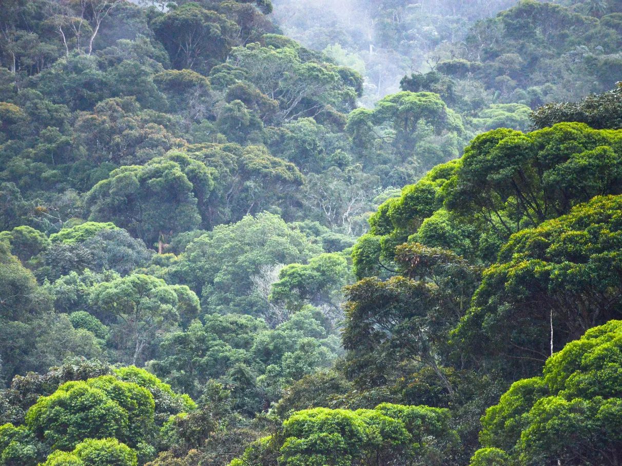 Floresta densa — Mata Atlântica SC