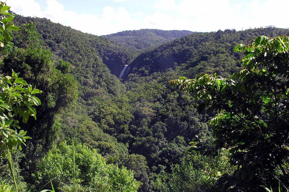 Mata Atlântica